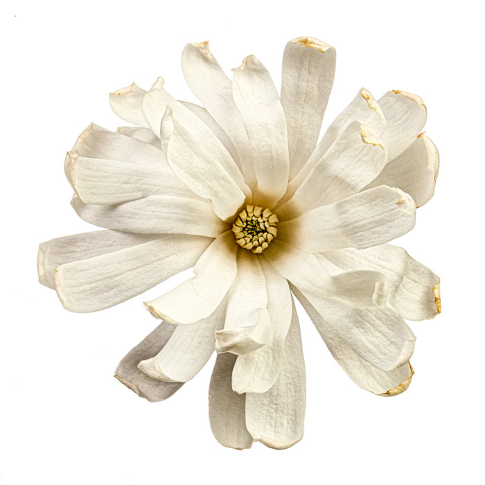 Magnolia 20