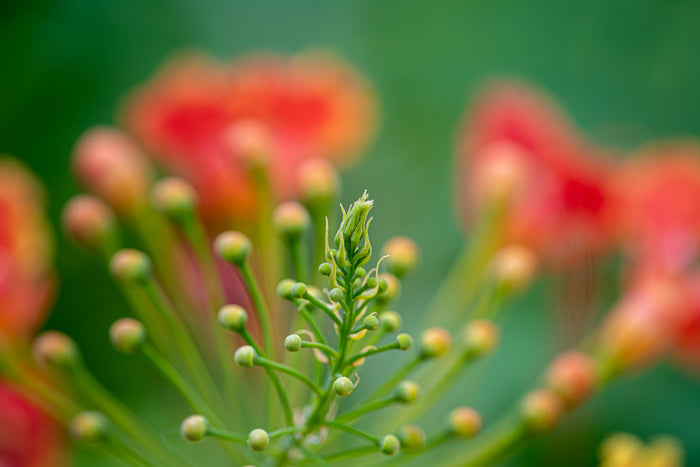 Peacock Flower 2