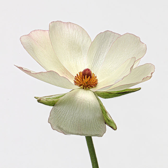 Ranunculus 33