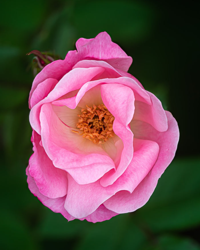 Rose 11