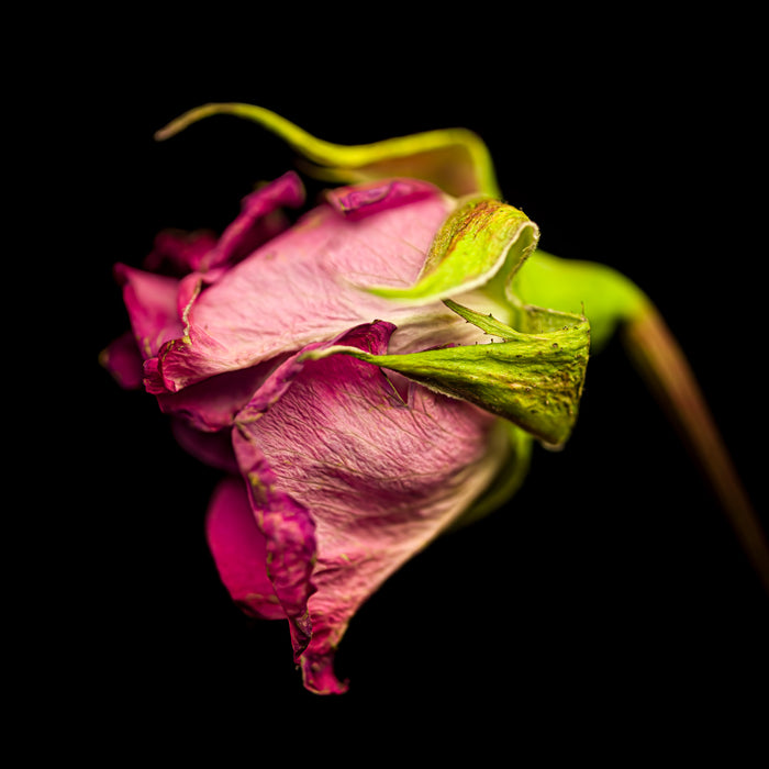 Rose 12