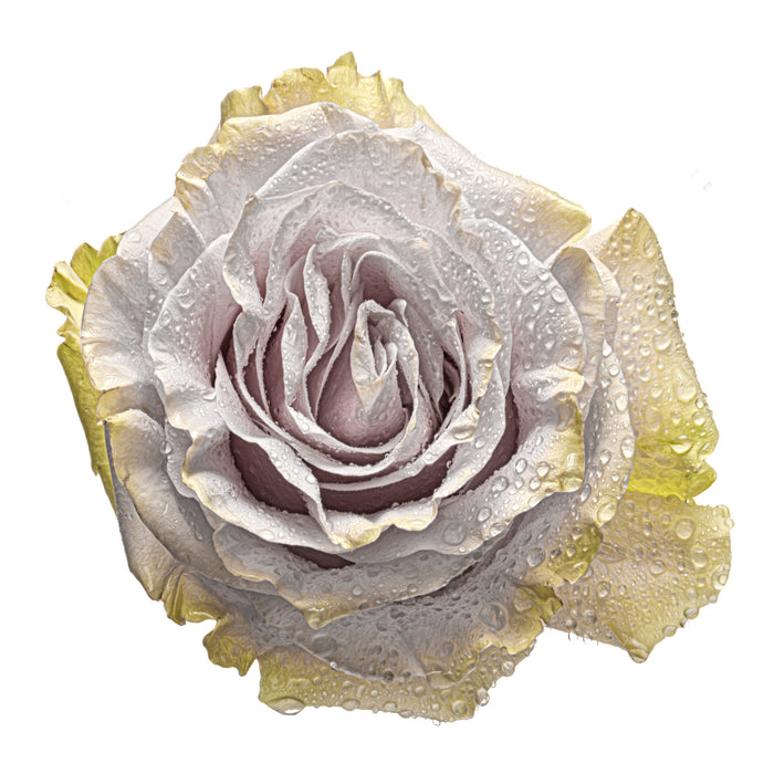 Rose 13