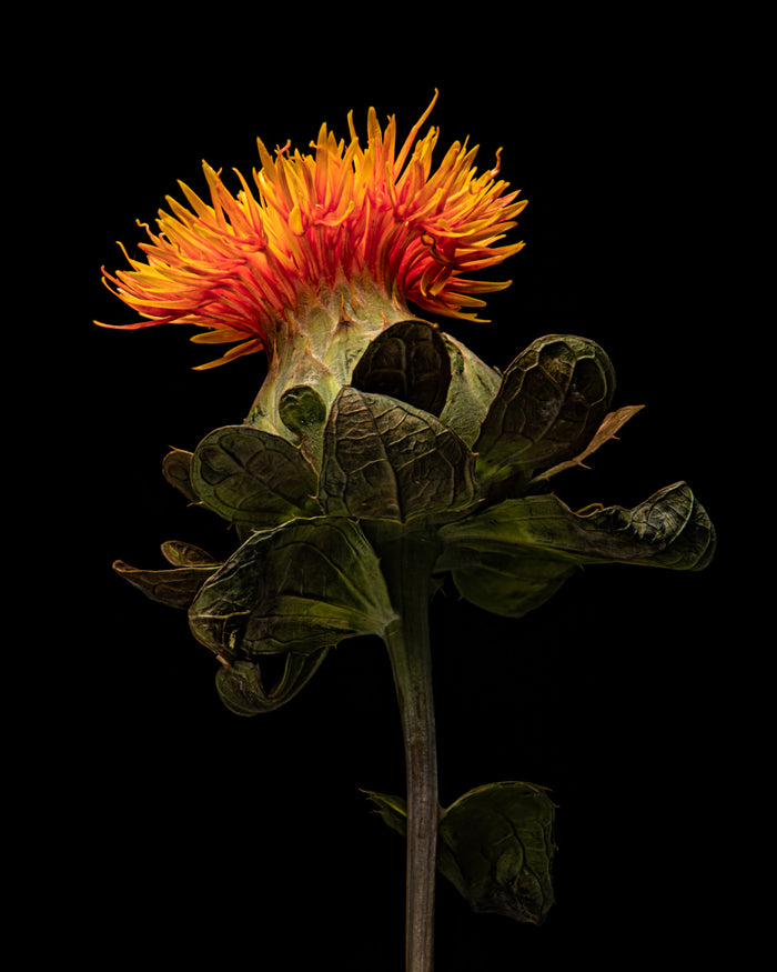 Safflower 3
