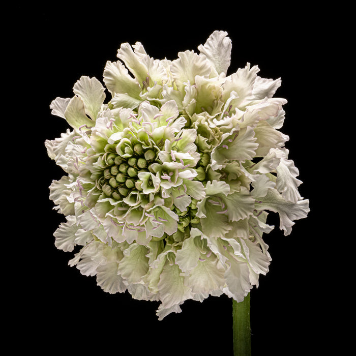 Scabious 8