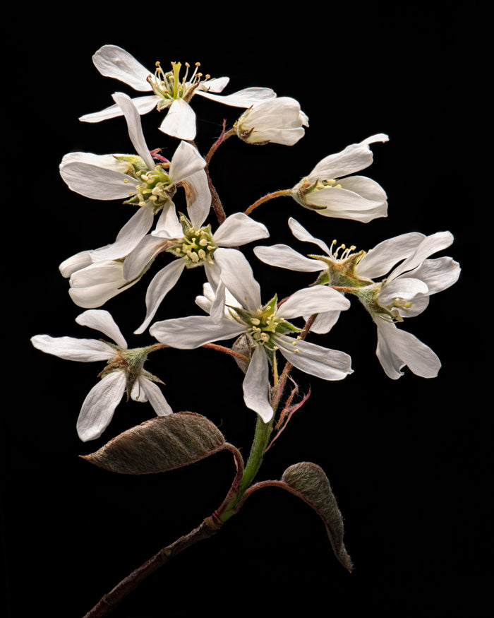 Serviceberry 2