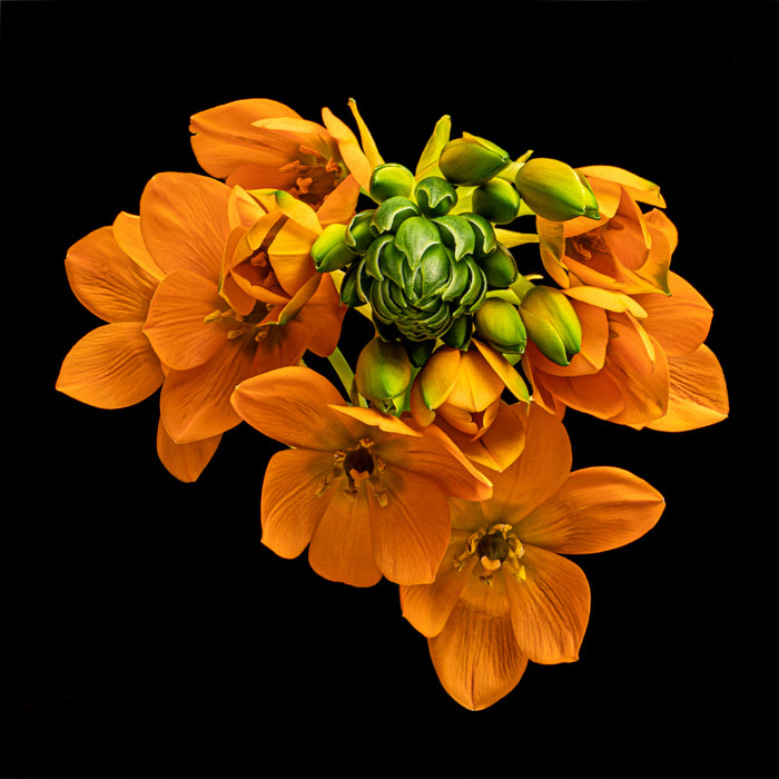 Star of Bethlehem 9