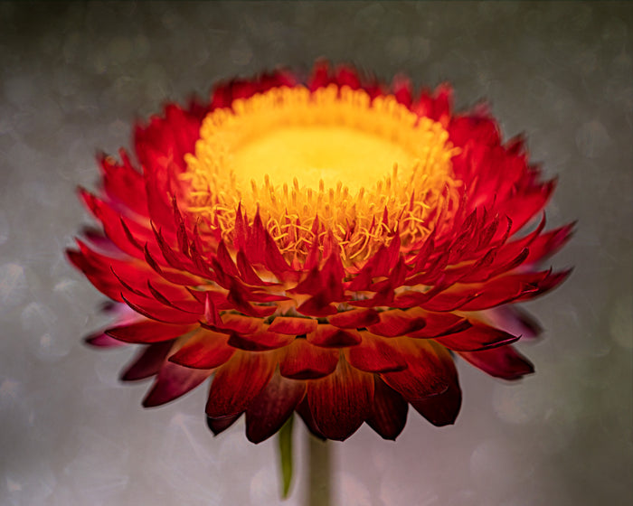 Strawflower 13