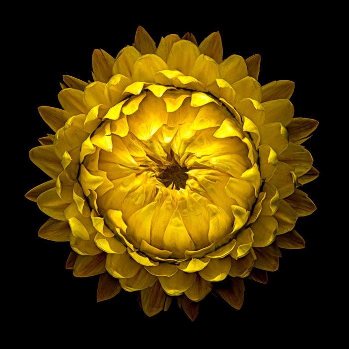 Strawflower 23