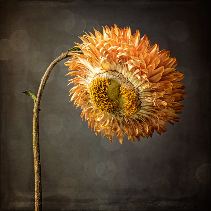 Strawflower 28