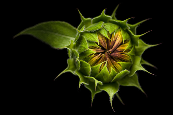 Sunflower 24
