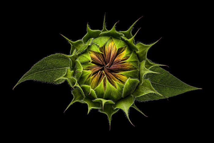Sunflower 25