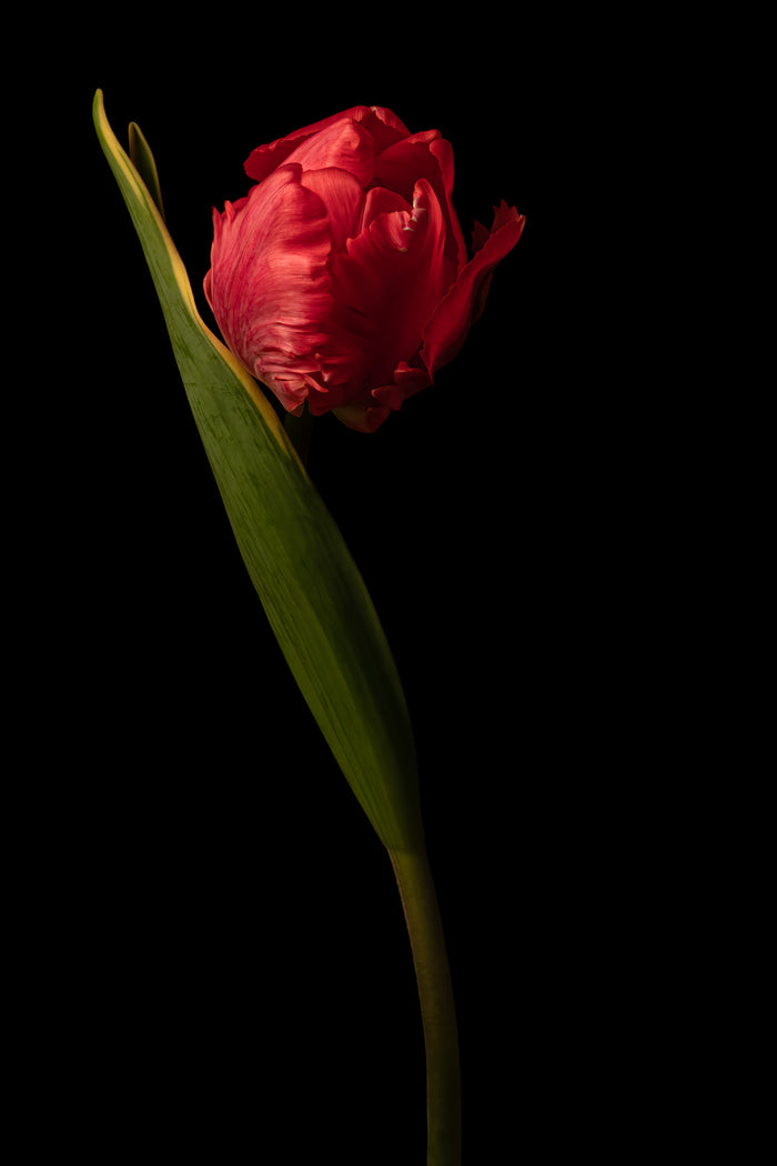 Tulip 11