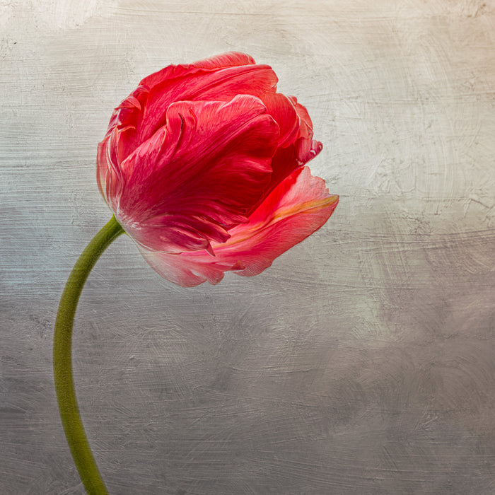 Tulip 8