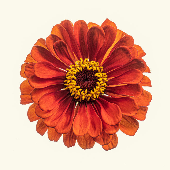 Zinnia 26