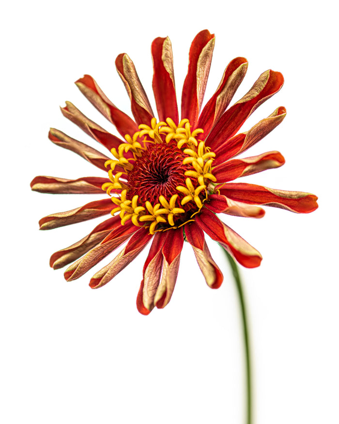 Zinnia 33