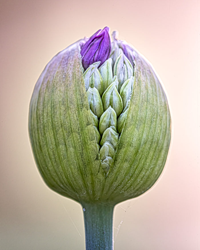 Allium 3