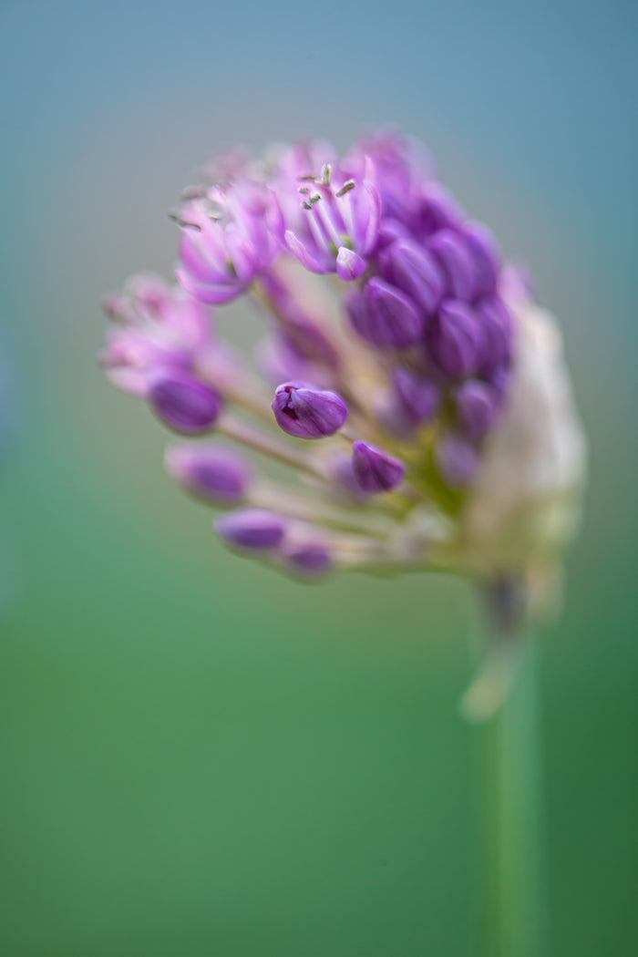 Allium 7