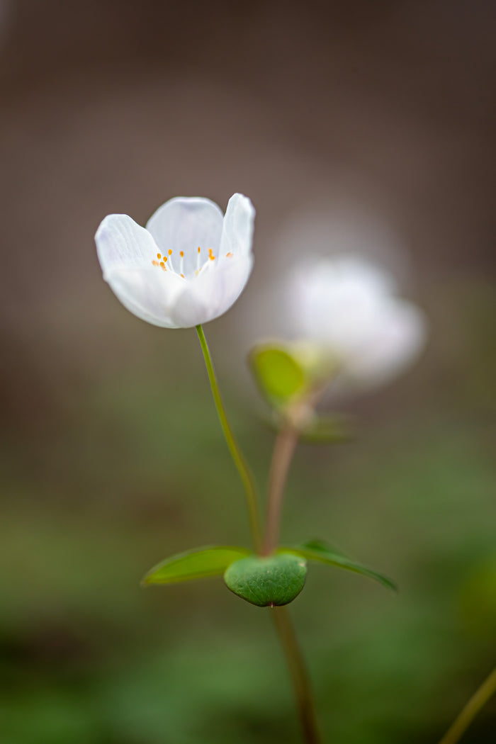 Anemone 7