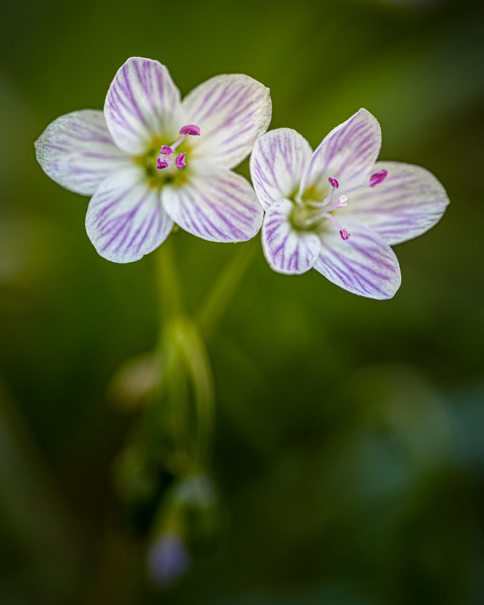 Anemone 8