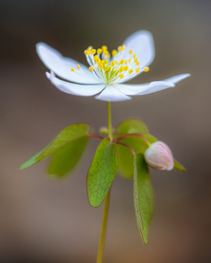 Anemone 9