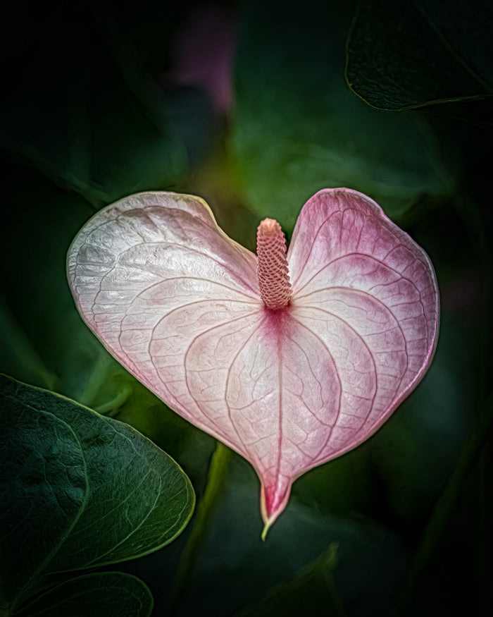 Anthurium 6