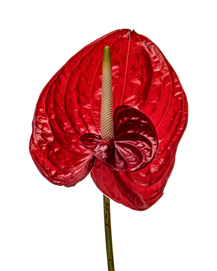 Anthurium 7