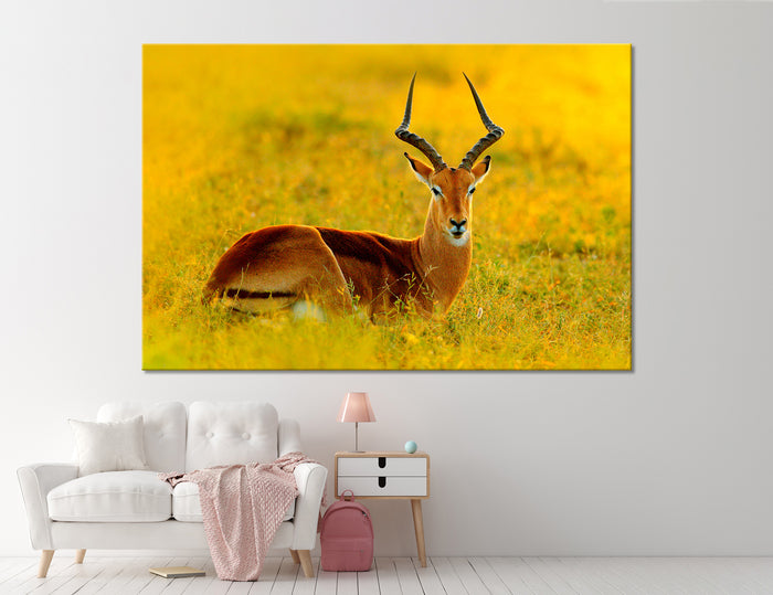 Beautiful Impala Canvas Print #8048