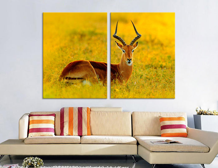 Beautiful Impala Canvas Print #8048