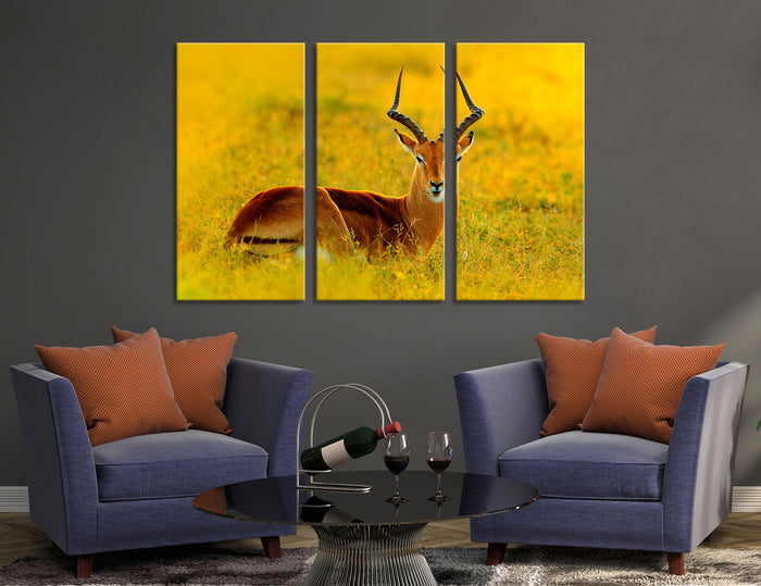 Beautiful Impala Canvas Print #8048