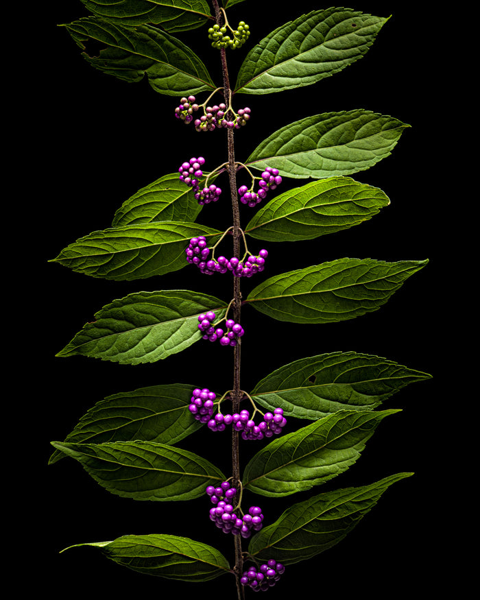 Beautyberry 5