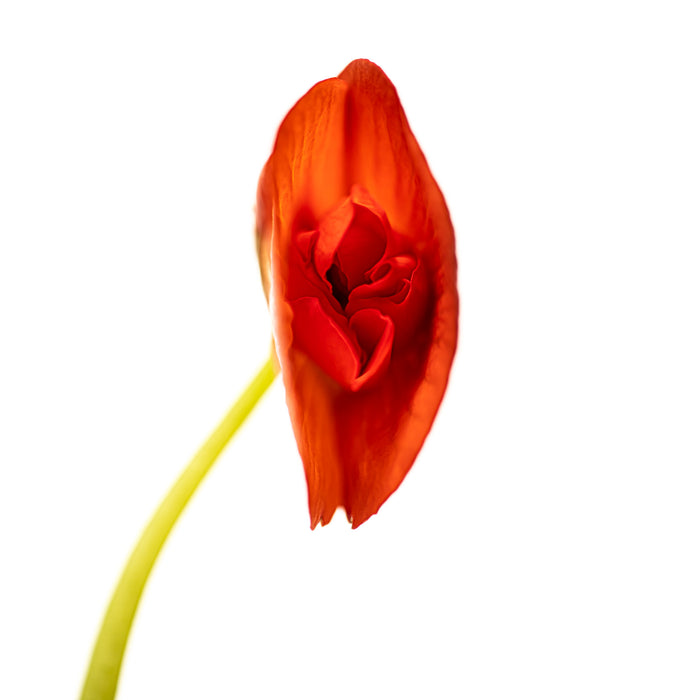 Begonia 16