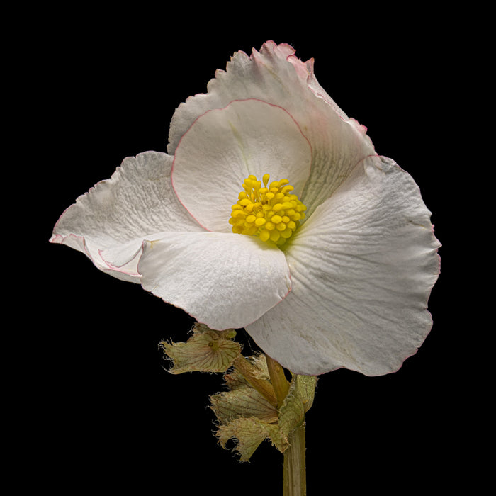 Begonia 18
