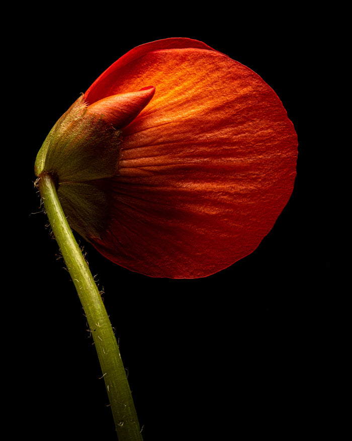 Begonia 1