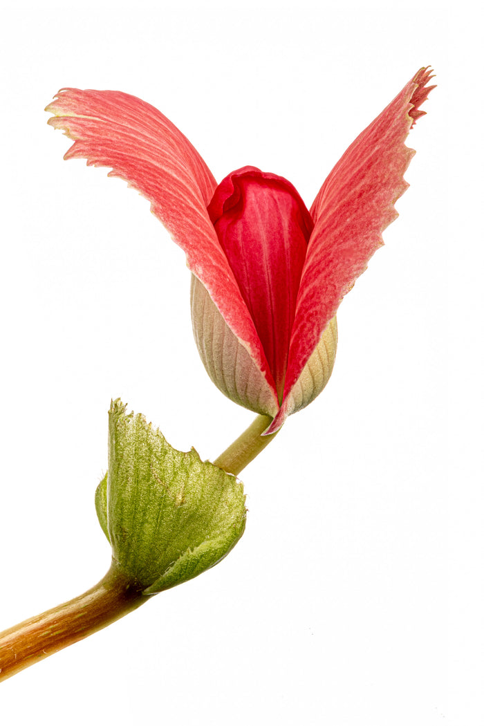 Begonia 3
