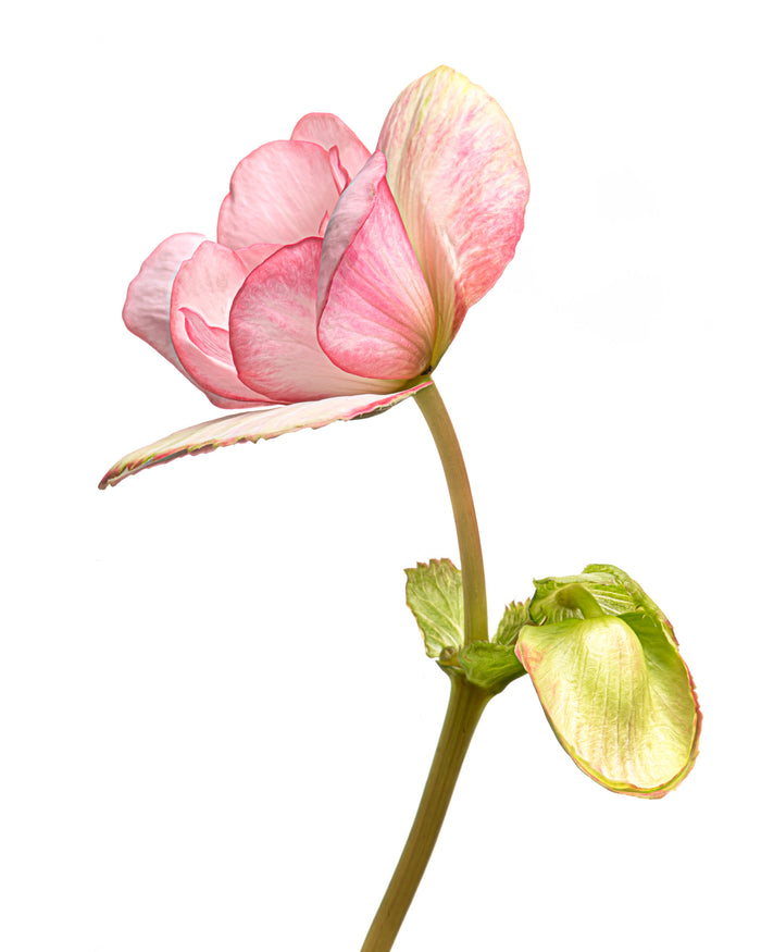 Begonia 6