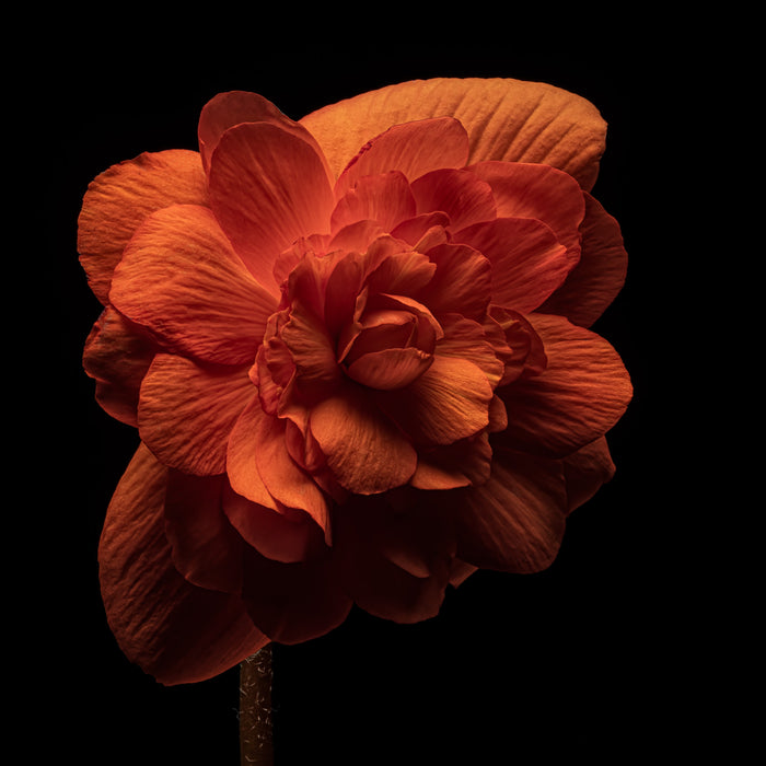 Begonia 8