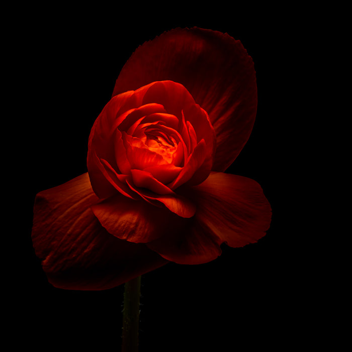 Begonia 9