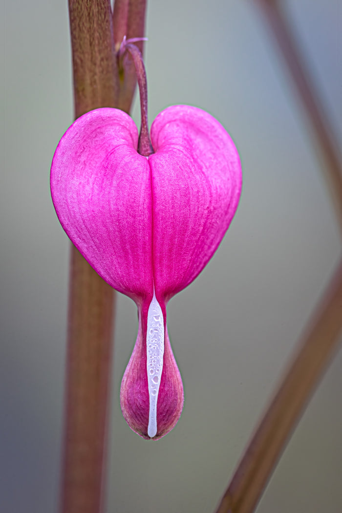 Bleeding Heart 2