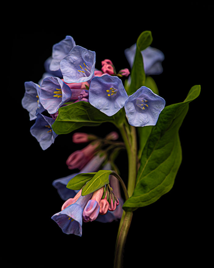 Bluebell 1