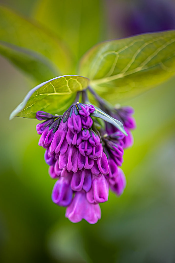 Bluebell 3