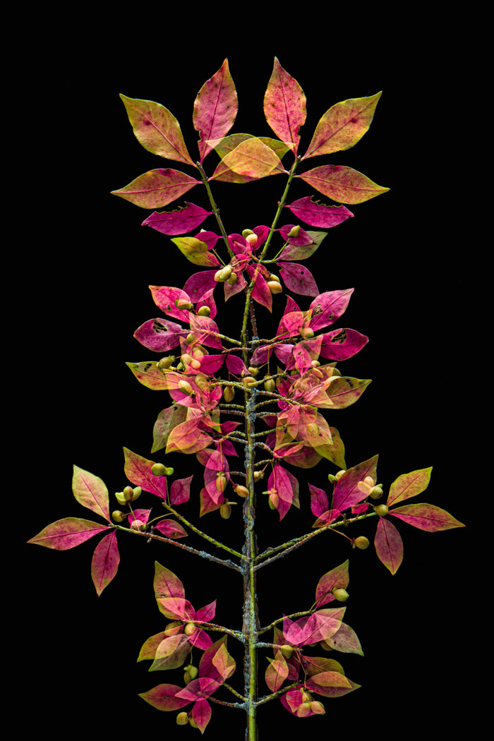 Burning Bush 1