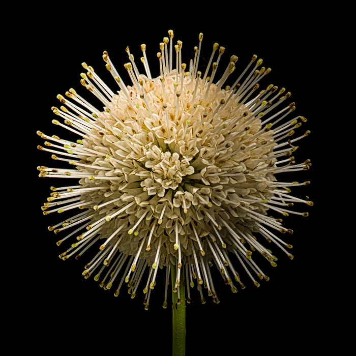 Buttonbush 2