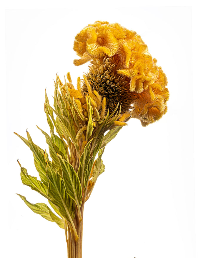 Cockscomb 4