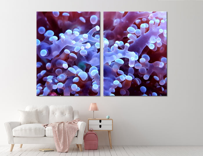 Coral Canvas Print #7044