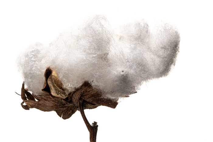 Cotton 2