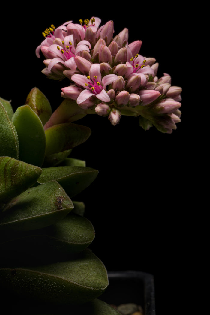 Crassula 2