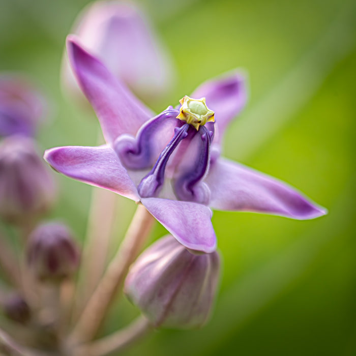 Crown Flower 2