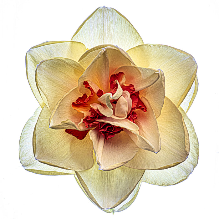 Daffodil 8