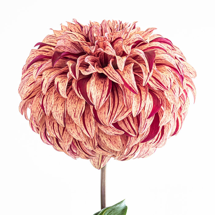 Dahlia 100