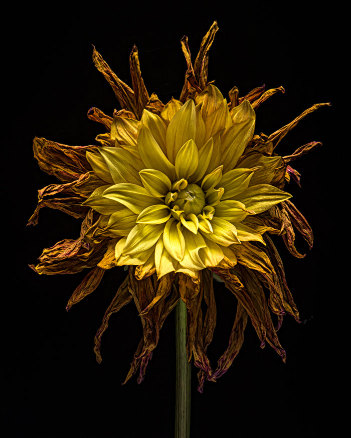 Dahlia 129